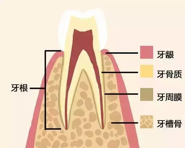 牙齒好，就是財富！